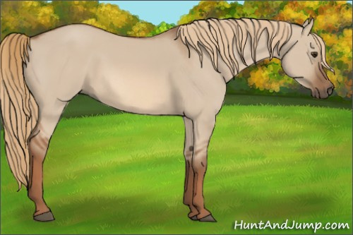 Horse Color:Red Dun 