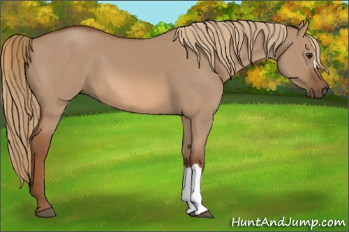 Horse Color:Red Dun