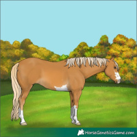 Horse Color:Palomino 