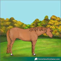 Horse Color:Chestnut 