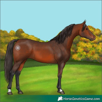 Horse Color:Bay 