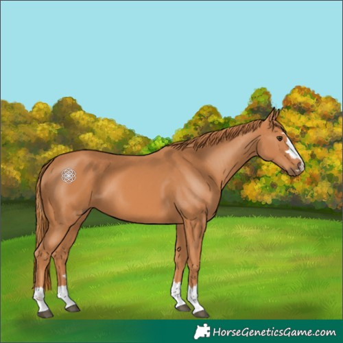 Horse Color:Chestnut 