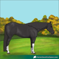 Horse Color:Smoky Black Tobiano