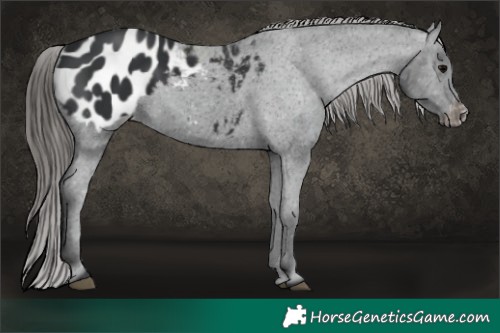 Horse Color:Black Appaloosa 