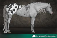 Horse Color:Black Appaloosa
