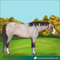 Horse Color:Bay Roan Splash 