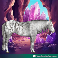 Horse Color:Liver Chestnut Sabino Splash Appaloosa  and Gray Liver Chestnut Sabino Splash Appaloosa 