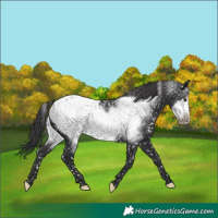 Horse Color:Black Frame Appaloosa 