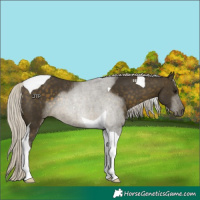 Horse Color:Silver Buckskin Tobiano Rabicano 