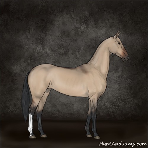 Horse Color:Brown Dun 