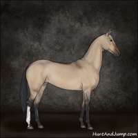 Horse Color:Brown Dun 
