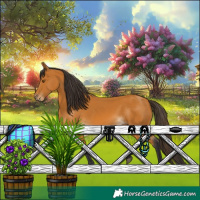 Horse Color:Buckskin 