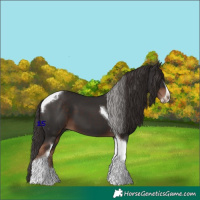 Horse Color:Liver Chestnut Tobiano Frame 