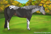 Horse Color:Liver Chestnut Tobiano
