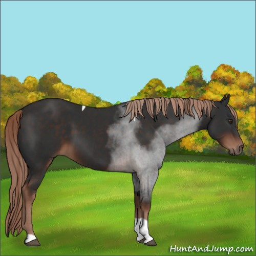 Horse Color:Liver Chestnut Tobiano