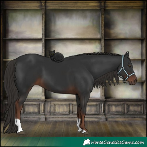 Horse Color:Liver Chestnut Tobiano
