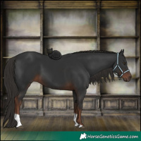 Horse Color:Liver Chestnut Tobiano 