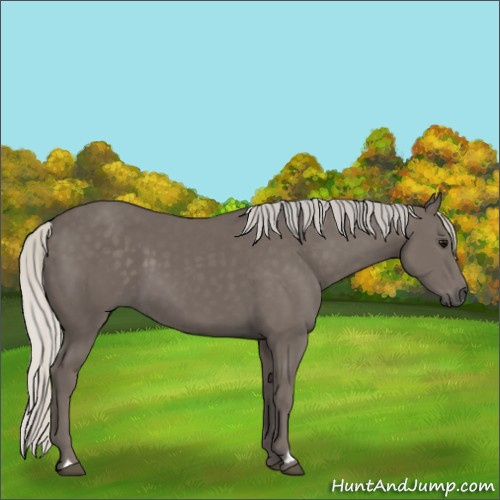 Horse Color:Silver Smoky Black 