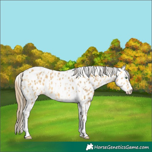 Horse Color:Amber Cream Champagne Sabino Tobiano Appaloosa  and Amber Cream Champagne Sabino Tobiano Appaloosa Rabicano 
