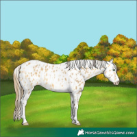 Horse Color:Amber Cream Champagne Sabino Tobiano Appaloosa  and Amber Cream Champagne Sabino Tobiano Appaloosa Rabicano 