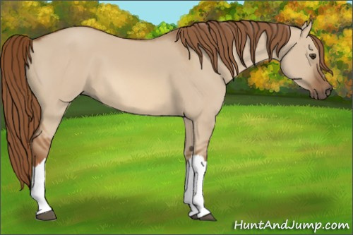 Horse Color:Red Dun