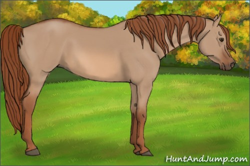 Horse Color:Red Dun 