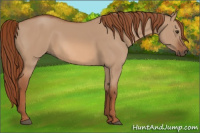 Horse Color:Red Dun 