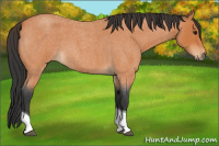 Horse Color:Bay Roan Tobiano
