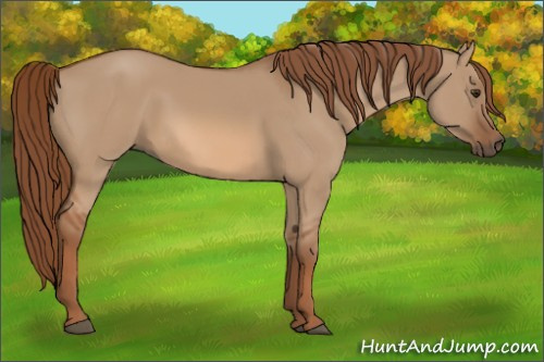 Horse Color:Red Dun 