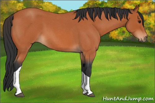 Horse Color:Bay Roan Tobiano 