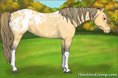 Horse Color:Buckskin Blanket 