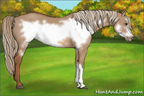 Horse Color:Red Dun Frame 