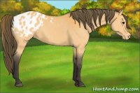 Horse Color:Buckskin Blanket 
