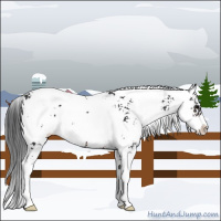 Horse Color:Brown Sabino