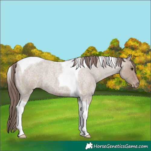 Horse Color:Classic Champagne Roan Tobiano Appaloosa 