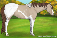 Horse Color:Classic Champagne Dun Sabino Tobiano Appaloosa 