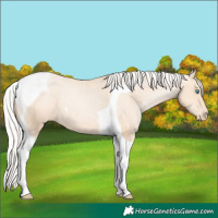Horse Color:Silver Classic Champagne Pearl Tobiano Varnish