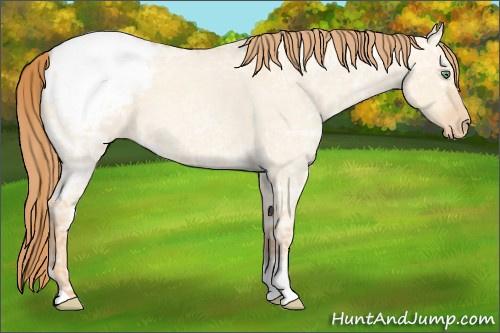 Horse Color:Gold Champagne Ice Roan Dun Appaloosa 