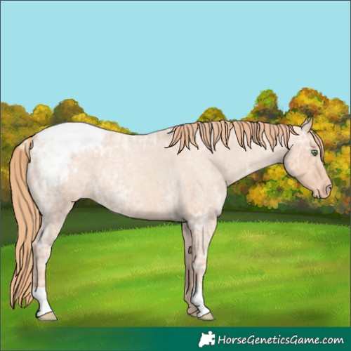 Horse Color:Gold Champagne Ice Roan Appaloosa 