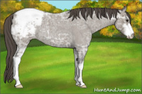 Horse Color:Grullo Ice Roan Sabino Appaloosa 