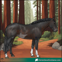 Horse Color:Brown Tobiano 