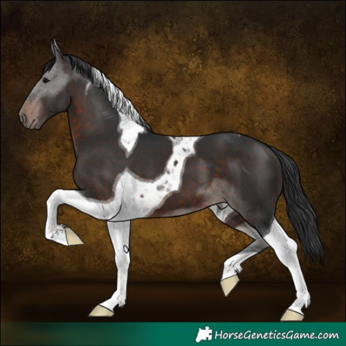 Horse Color:Brown Tobiano
