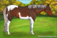 Horse Color:Silver Brown Tobiano 