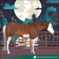 Horse Color:Chestnut Splash 