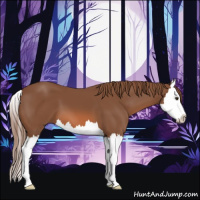 Horse Color:Chestnut Splash 