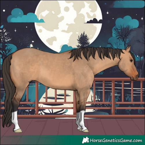 Horse Color:Bay Dun 