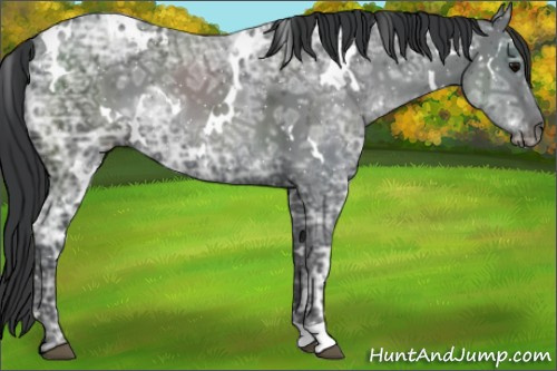 Horse Color:White Spotted Black Ice 