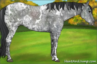 Horse Color:White Spotted Black Ice 
