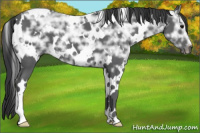 Horse Color:White Spotted Black Ice 