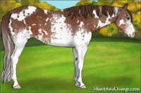 Horse Color:White Spotted Liver Chestnut 